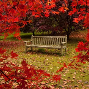 autumn-garden