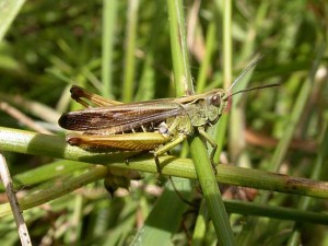grasshopper in the garden